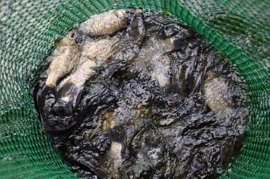 Gölün içinde yeşil plastik bir ızgarada Nehir balığı. Balık yakalaması. Sazan a