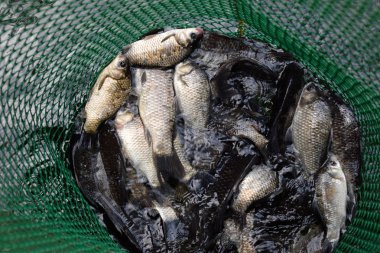 Gölün içinde yeşil plastik bir ızgarada Nehir balığı. Balık yakalaması. Sazan a