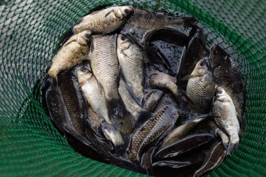 Gölün içinde yeşil plastik bir ızgarada Nehir balığı. Balık yakalaması. Sazan a