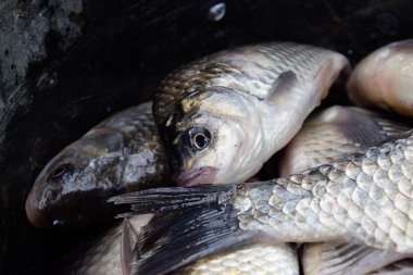Nehir balık makro fotoğraf. Balık yakalamak. Sazan ve sazan. Ot balık.