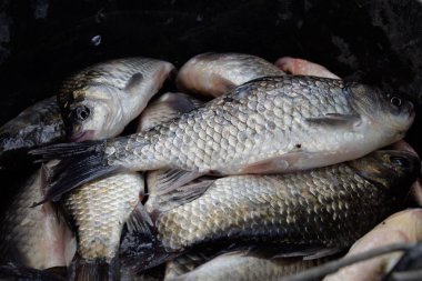 Nehir balık makro fotoğraf. Balık yakalamak. Sazan ve sazan. Ot balık.
