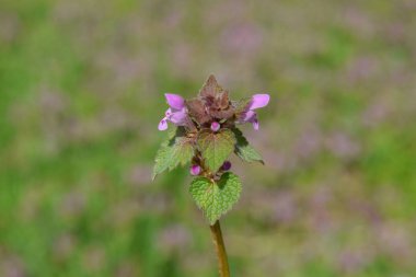 Bahçede çiçek açan Lamium purpureum.