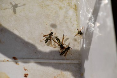 Eşek arıları Polistes su içmek