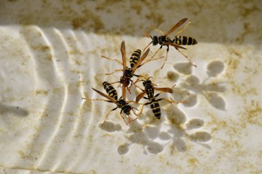 Eşek arıları Polistes su içmek