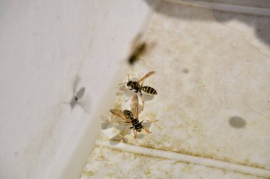 Eşek arıları Polistes su içmek