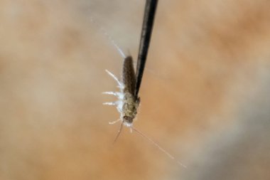 İğnenin üstündeki gümüş balığı. Haşere kitapları ve gazeteleri. Kağıt üzerinde böcek besleme - gümüş balığı