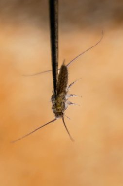 İğnenin üstündeki gümüş balığı. Haşere kitapları ve gazeteleri. Kağıt üzerinde böcek besleme - gümüş balığı
