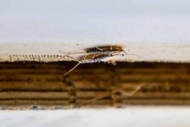 Haşere kitaplar ve Gazeteler. Kağıt üzerinde - gümüş balık, lepisma besleme böcek