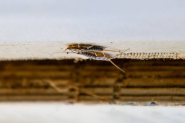 Haşere kitaplar ve Gazeteler. Kağıt üzerinde - gümüş balık, lepisma besleme böcek