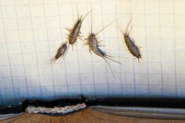 Haşere kitapları ve gazeteleri. Kağıt üzerinde böcek besleme - açık kitap yakınında birkaç parça gümüş balığı.