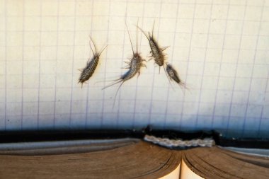 Haşere kitapları ve gazeteleri. Kağıt üzerinde böcek besleme - açık kitap yakınında birkaç parça gümüş balığı.