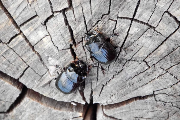 Um besouro de rinoceronte em um corte de um toco de árvore. Um par de besouros rinocerontes — Fotografia de Stock