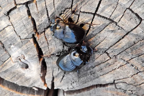 Bir ağaç kütüğü bir kesim üzerinde bir gergedan böceği. Gergedan böcekleri çifti