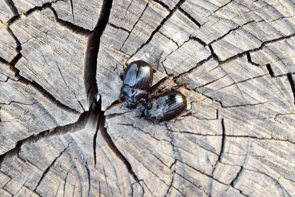 Um besouro de rinoceronte em um corte de um toco de árvore. Um par de besouros rinocerontes — Fotografia de Stock