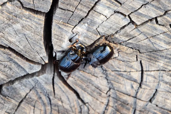 Bir ağaç kütüğü bir kesim üzerinde bir gergedan böceği. Gergedan böcekleri çifti