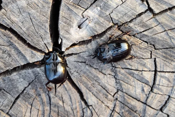 Um besouro de rinoceronte em um corte de um toco de árvore. Um par de besouros rinocerontes — Fotografia de Stock