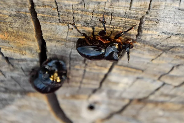 Um besouro de rinoceronte em um corte de um toco de árvore. Um par de besouros rinocerontes — Fotografia de Stock