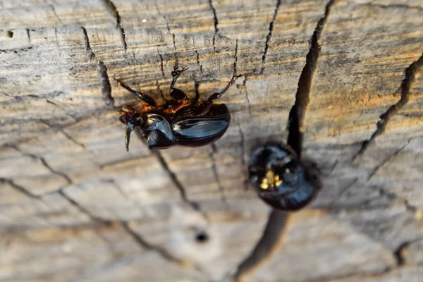 Um besouro de rinoceronte em um corte de um toco de árvore. Um par de besouros rinocerontes — Fotografia de Stock