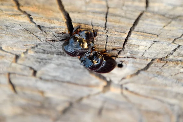Bir ağaç kütüğü bir kesim üzerinde bir gergedan böceği. Gergedan böcekleri çifti