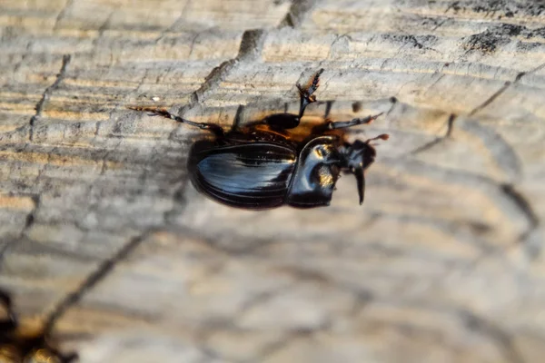 Bir ağaç kütüğü bir kesim üzerinde bir gergedan böceği. Gergedan böcekleri çifti