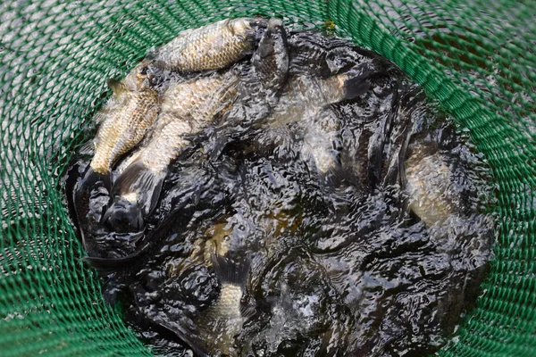 Gölün içinde yeşil plastik bir ızgarada Nehir balığı. Balık yakalaması. Sazan a