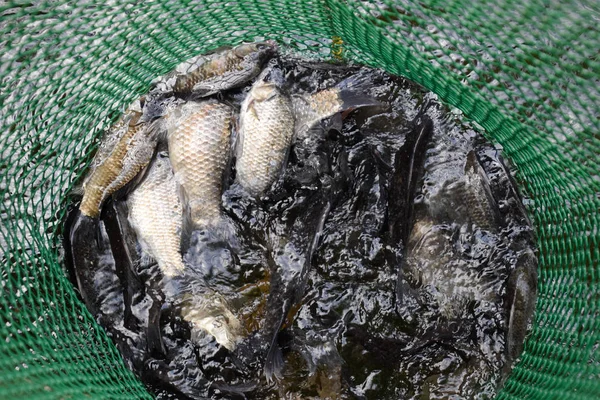 Gölün içinde yeşil plastik bir ızgarada Nehir balığı. Balık yakalaması. Sazan a