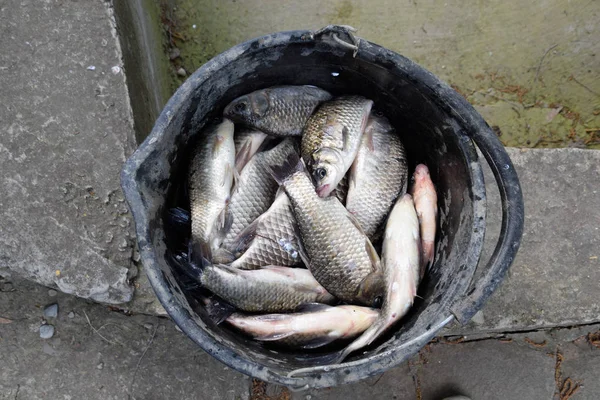 River fish in a plastic bucket. Fish catch. Carp and carp. Weed