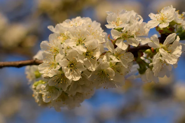 Prunus avium klen. Třešňové květy na stromě — Stock fotografie