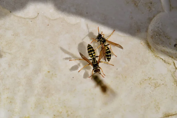 Tabuhan Polistes minum air — Stok Foto