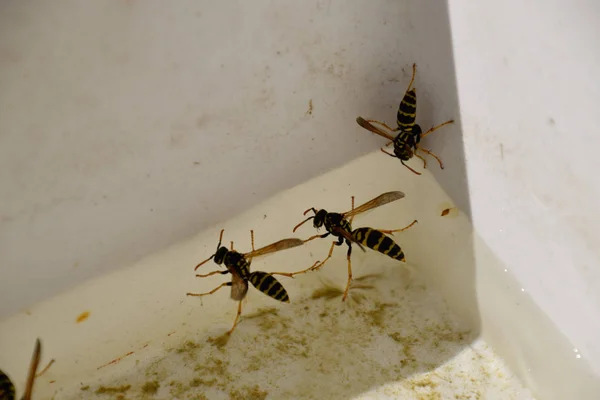 Avispas Polistes beben agua —  Fotos de Stock