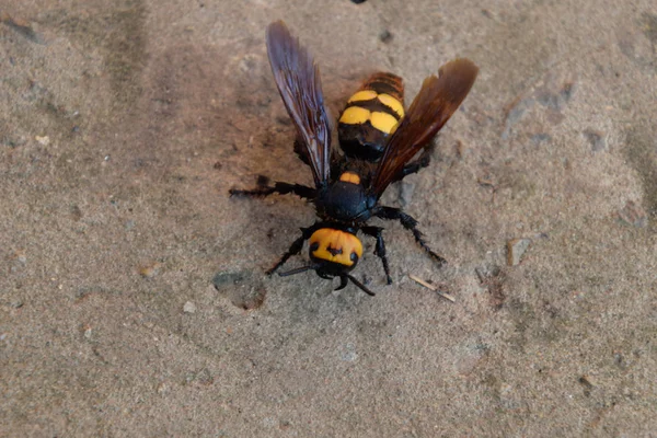 Megascolia maculata. A vespa mamute . — Fotografia de Stock