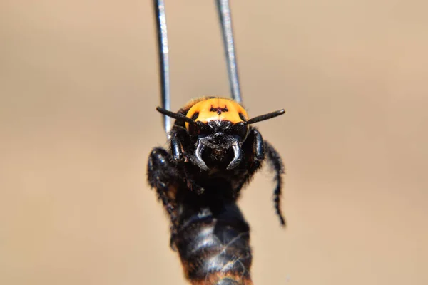 Megascolia maculata. Мамонтова оса . — стоковое фото