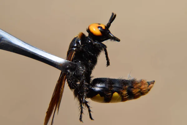 Megascolia maculata. The mammoth wasp. — Stock Photo, Image