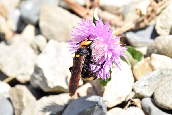 Megascolia maculata. A vespa mamute . — Fotografia de Stock