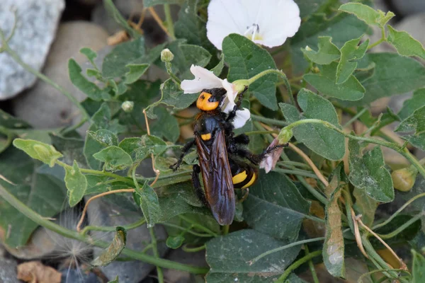 Megascolia maculata. Η σφήκα. — Φωτογραφία Αρχείου