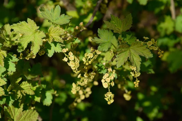 Las flores de la grosella roja en primavera sobre el tallo . — Foto de Stock