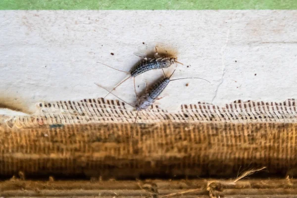 Haşere kitaplar ve Gazeteler. Kağıt üzerinde - gümüş balık, lepisma besleme böcek