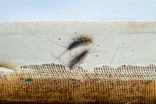 Livres et journaux antiparasitaires. Insectes se nourrissant de papier - poissons argentés, lepisma — Photo