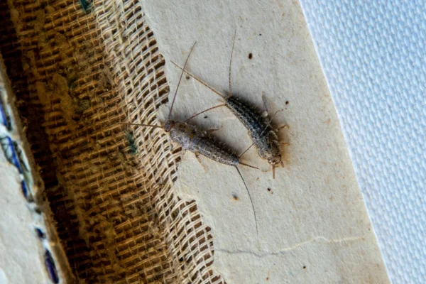 Pest books and newspapers. Insect feeding on paper - silverfish, lepisma — Stock Photo, Image