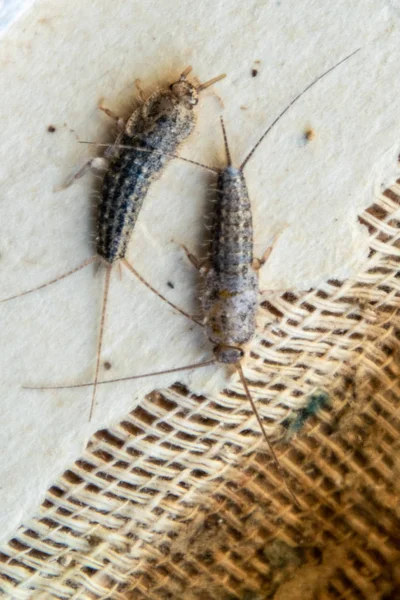 Pest books and newspapers. Insect feeding on paper - silverfish, lepisma — Stock Photo, Image