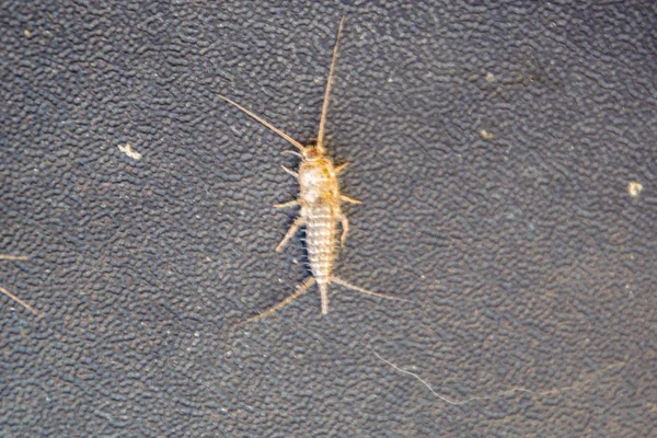 Lepisma en la cubierta andrajosa de un libro viejo. Libros de plagas y periódicos. Alimentación de insectos sobre papel - pez plateado, lepisma — Foto de Stock