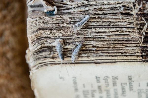 Серебряная рыба три куска на разорванной обложке старой книги. Пешеходные книги и газеты. Кормление насекомых на бумаге - серебристая рыба — стоковое фото