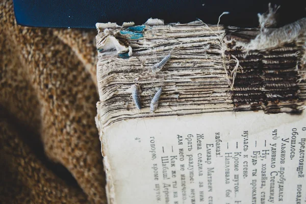 Silverfish trois pièces sur la couverture déchirée d'un vieux livre. Livres et journaux antiparasitaires. Insectes se nourrissant de papier - poisson argenté — Photo