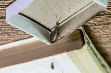 Kibrit kutusunda gümüş balığı. Haşere kitapları ve gazeteleri. Kağıt üzerinde böcek besleme - gümüş balığı