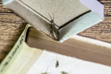 Kibrit kutusunda gümüş balığı. Haşere kitapları ve gazeteleri. Kağıt üzerinde böcek besleme - gümüş balığı