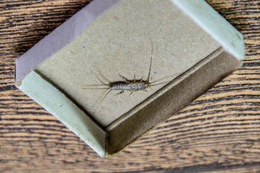 Kibrit kutusunda gümüş balığı. Haşere kitapları ve gazeteleri. Kağıt üzerinde böcek besleme - gümüş balığı