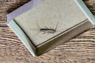 Kibrit kutusunda gümüş balığı. Haşere kitapları ve gazeteleri. Kağıt üzerinde böcek besleme - gümüş balığı