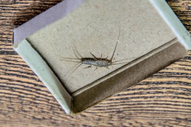 Kibrit kutusunda gümüş balığı. Haşere kitapları ve gazeteleri. Kağıt üzerinde böcek besleme - gümüş balığı