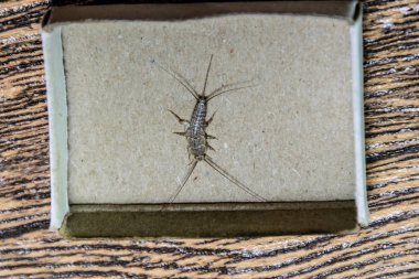 Kibrit kutusunda gümüş balığı. Haşere kitapları ve gazeteleri. Kağıt üzerinde böcek besleme - gümüş balığı