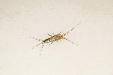 Thermobia domestica. Haşere kitaplar ve Gazeteler. Lepismatidae kağıt üzerinde - gümüş balık besleme böcek